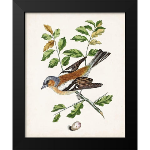 Antique Bird-Botanical and Egg II Black Modern Wood Framed Art Print by Unknown