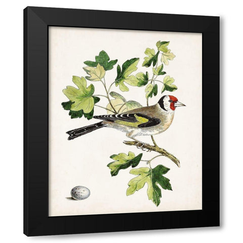 Antique Bird-Botanical and Egg III Black Modern Wood Framed Art Print by Unknown