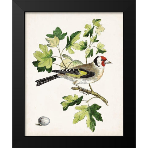 Antique Bird-Botanical and Egg III Black Modern Wood Framed Art Print by Unknown
