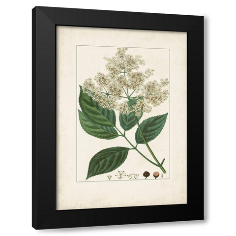 Antique Turpin Botanical V Black Modern Wood Framed Art Print by Turpin