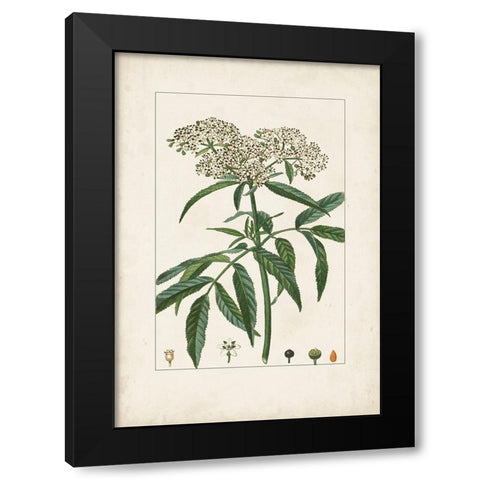 Antique Turpin Botanical VII Black Modern Wood Framed Art Print with Double Matting by Turpin