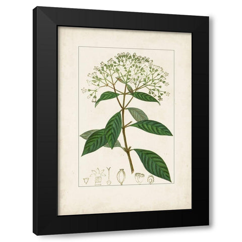Antique Turpin Botanical VIII Black Modern Wood Framed Art Print by Turpin