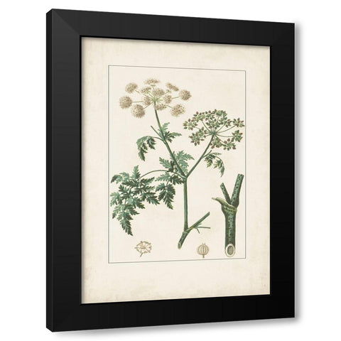 Antique Turpin Botanical IX Black Modern Wood Framed Art Print by Turpin