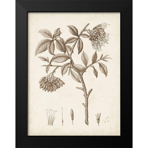 Antique Sepia Botanicals I Black Modern Wood Framed Art Print by Unknown