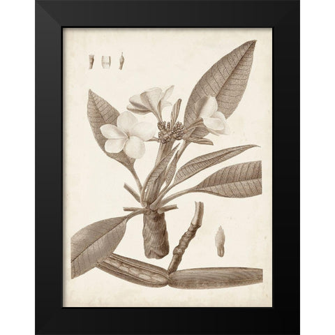 Antique Sepia Botanicals II Black Modern Wood Framed Art Print by Unknown