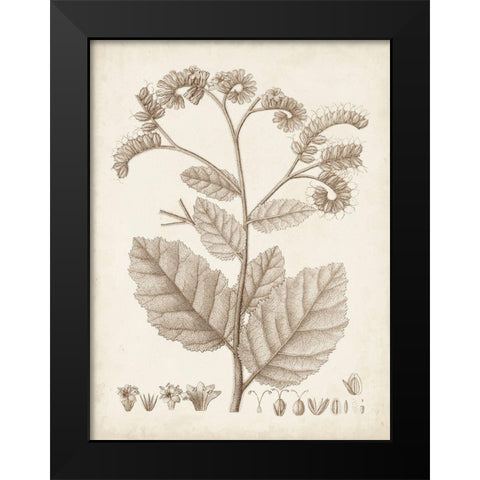 Antique Sepia Botanicals IV Black Modern Wood Framed Art Print by Unknown