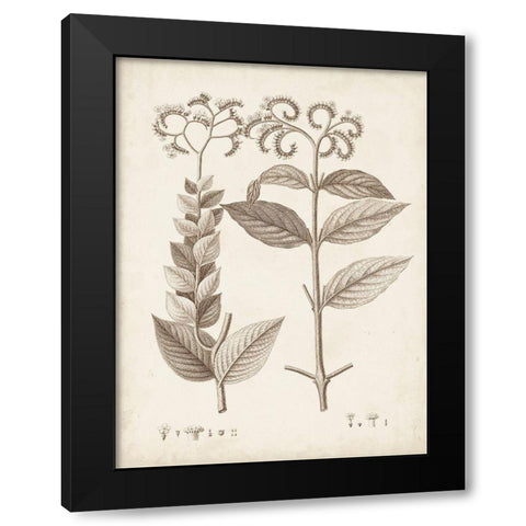 Antique Sepia Botanicals VI Black Modern Wood Framed Art Print with Double Matting by Unknown