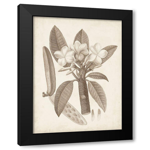 Antique Sepia Botanicals VII Black Modern Wood Framed Art Print by Unknown