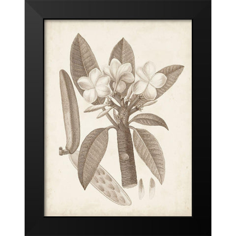 Antique Sepia Botanicals VII Black Modern Wood Framed Art Print by Unknown