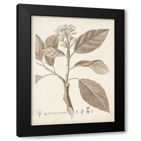 Antique Sepia Botanicals IX Black Modern Wood Framed Art Print with Double Matting by Unknown