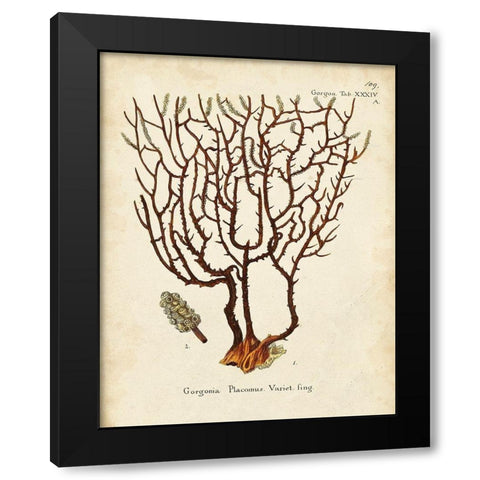 Esper Sea Fans II Black Modern Wood Framed Art Print with Double Matting by Esper, Johann