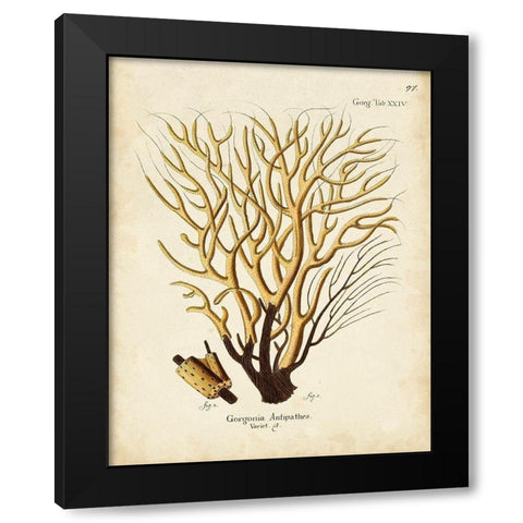 Esper Sea Fans IV Black Modern Wood Framed Art Print with Double Matting by Esper, Johann