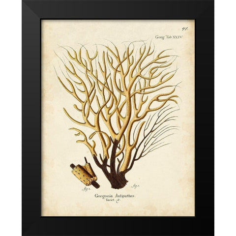 Esper Sea Fans IV Black Modern Wood Framed Art Print by Esper, Johann