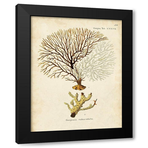 Esper Sea Fans V Black Modern Wood Framed Art Print by Esper, Johann
