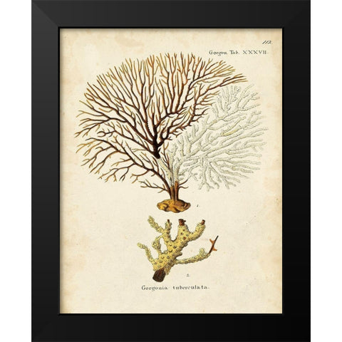 Esper Sea Fans V Black Modern Wood Framed Art Print by Esper, Johann