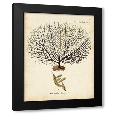 Esper Sea Fans VI Black Modern Wood Framed Art Print with Double Matting by Esper, Johann