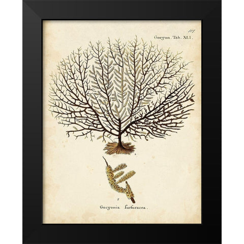 Esper Sea Fans VI Black Modern Wood Framed Art Print by Esper, Johann