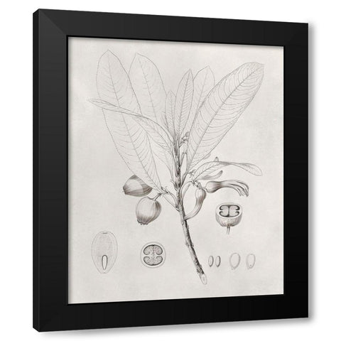 Vintage Leaves I Black Modern Wood Framed Art Print with Double Matting by Vision Studio