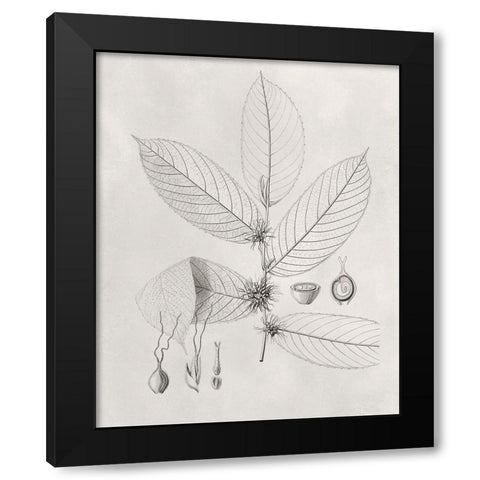 Vintage Leaves II Black Modern Wood Framed Art Print with Double Matting by Vision Studio