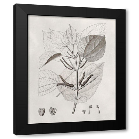 Vintage Leaves III Black Modern Wood Framed Art Print with Double Matting by Vision Studio