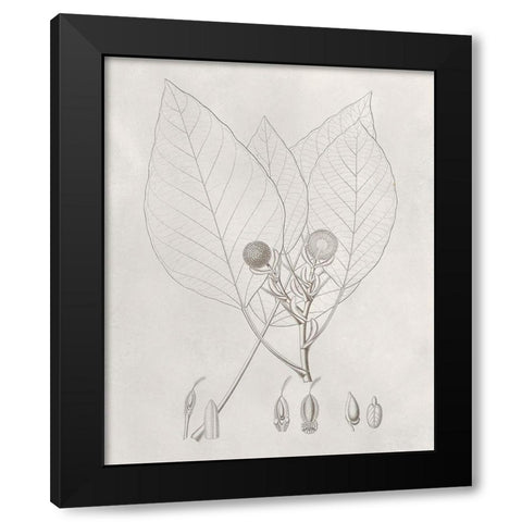 Vintage Leaves V Black Modern Wood Framed Art Print with Double Matting by Vision Studio