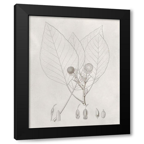 Vintage Leaves V Black Modern Wood Framed Art Print by Vision Studio