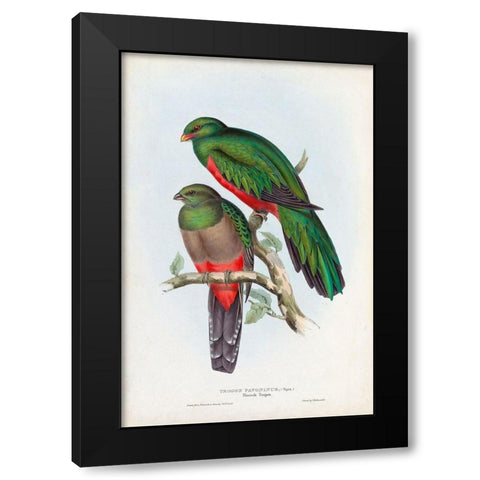 Gould Tropical Birds I Black Modern Wood Framed Art Print by Gould, John