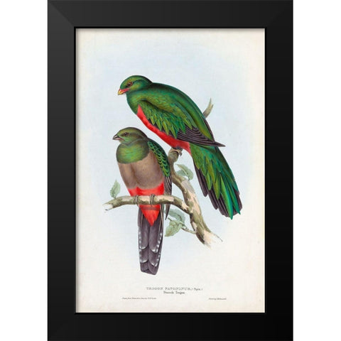Gould Tropical Birds I Black Modern Wood Framed Art Print by Gould, John