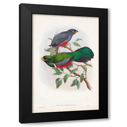 Gould Tropical Birds III Black Modern Wood Framed Art Print with Double Matting by Gould, John