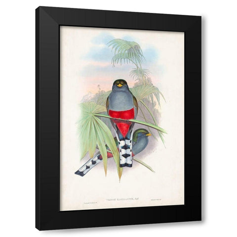 Gould Tropical Birds IV Black Modern Wood Framed Art Print with Double Matting by Gould, John