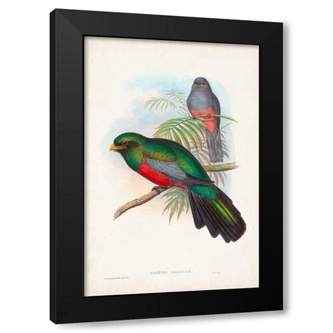 Gould Tropical Birds V Black Modern Wood Framed Art Print with Double Matting by Gould, John