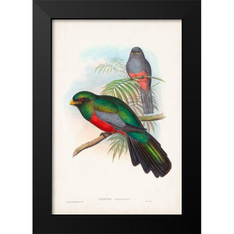 Gould Tropical Birds V Black Modern Wood Framed Art Print by Gould, John