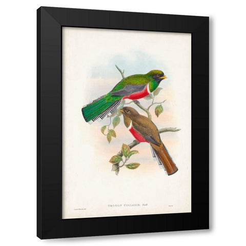 Gould Tropical Birds VI Black Modern Wood Framed Art Print with Double Matting by Gould, John
