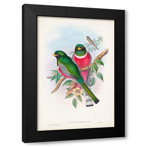 Gould Tropical Birds VII Black Modern Wood Framed Art Print with Double Matting by Gould, John