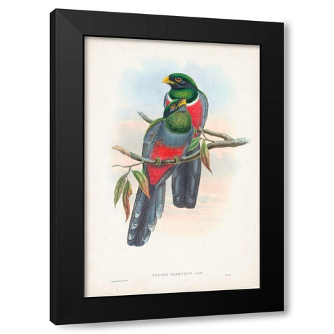 Gould Tropical Birds IX Black Modern Wood Framed Art Print by Gould, John
