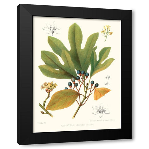 Non-embellished Antique Sassafras Black Modern Wood Framed Art Print by Sprague