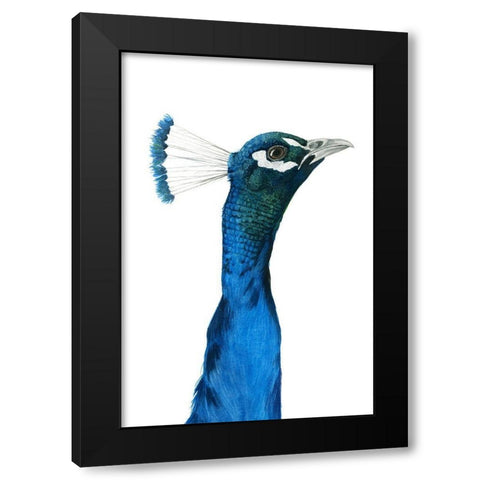 Peacock Portrait I Black Modern Wood Framed Art Print with Double Matting by Popp, Grace