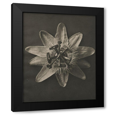 Blossfeldt Flower I Black Modern Wood Framed Art Print with Double Matting by Blossfeldt, Karl