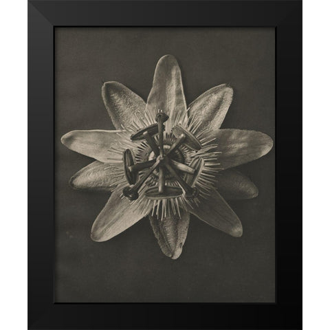Blossfeldt Flower I Black Modern Wood Framed Art Print by Blossfeldt, Karl
