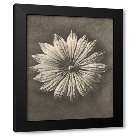 Blossfeldt Flower II Black Modern Wood Framed Art Print by Blossfeldt, Karl