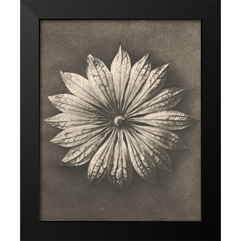 Blossfeldt Flower II Black Modern Wood Framed Art Print by Blossfeldt, Karl