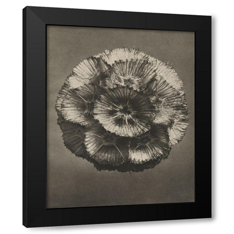 Blossfeldt Flower III Black Modern Wood Framed Art Print with Double Matting by Blossfeldt, Karl