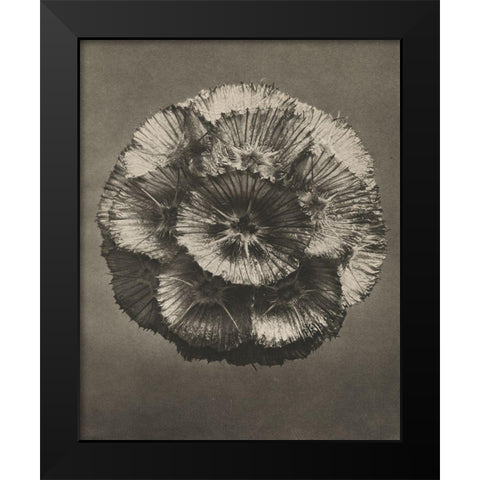Blossfeldt Flower III Black Modern Wood Framed Art Print by Blossfeldt, Karl