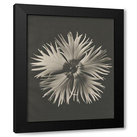 Blossfeldt Flower IV Black Modern Wood Framed Art Print with Double Matting by Blossfeldt, Karl