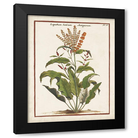 Munting Botanicals I Black Modern Wood Framed Art Print with Double Matting by Munting, Abraham