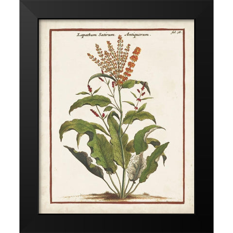 Munting Botanicals I Black Modern Wood Framed Art Print by Munting, Abraham