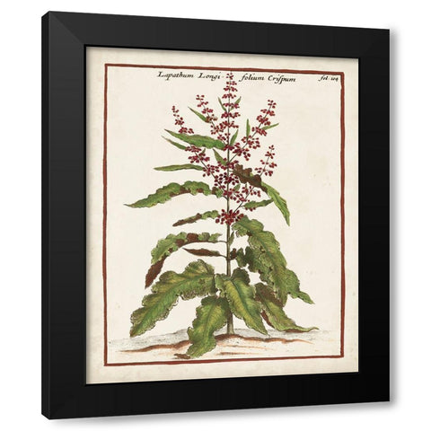 Munting Botanicals II Black Modern Wood Framed Art Print with Double Matting by Munting, Abraham