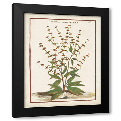 Munting Botanicals III Black Modern Wood Framed Art Print by Munting, Abraham