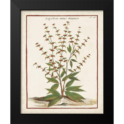 Munting Botanicals III Black Modern Wood Framed Art Print by Munting, Abraham
