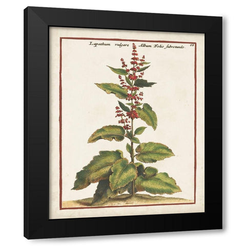 Munting Botanicals IV Black Modern Wood Framed Art Print with Double Matting by Munting, Abraham